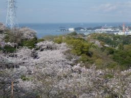 塚山公園サクラ