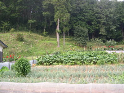 畑をトタン柵で囲んでいます。圃場周辺(森林との境界部)をきれいに刈り払っており効果が高まります
