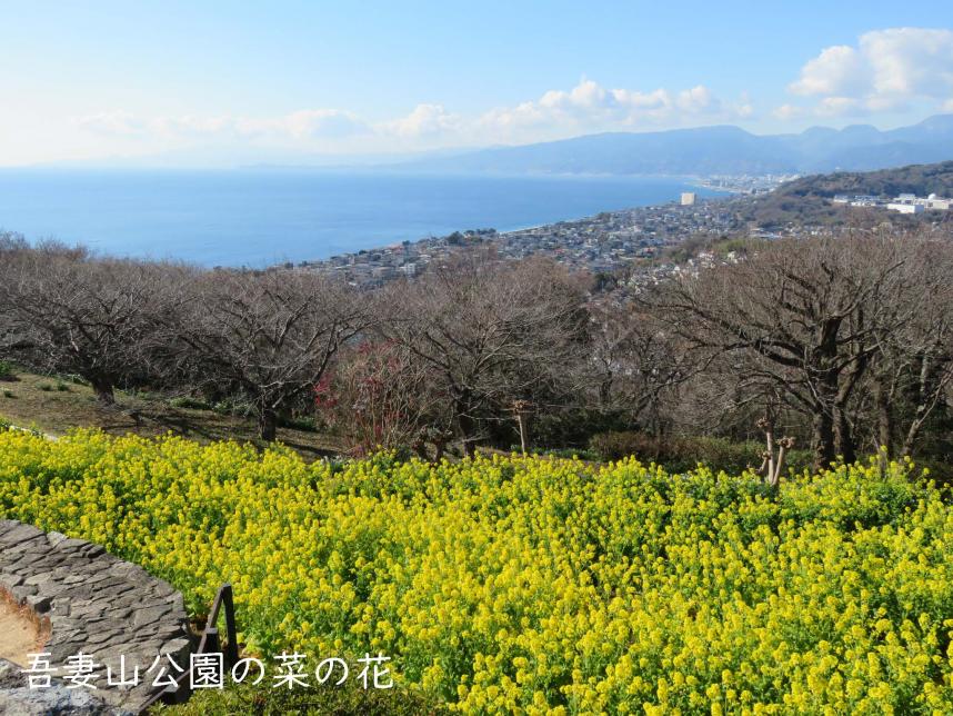 吾妻山公園の菜の花