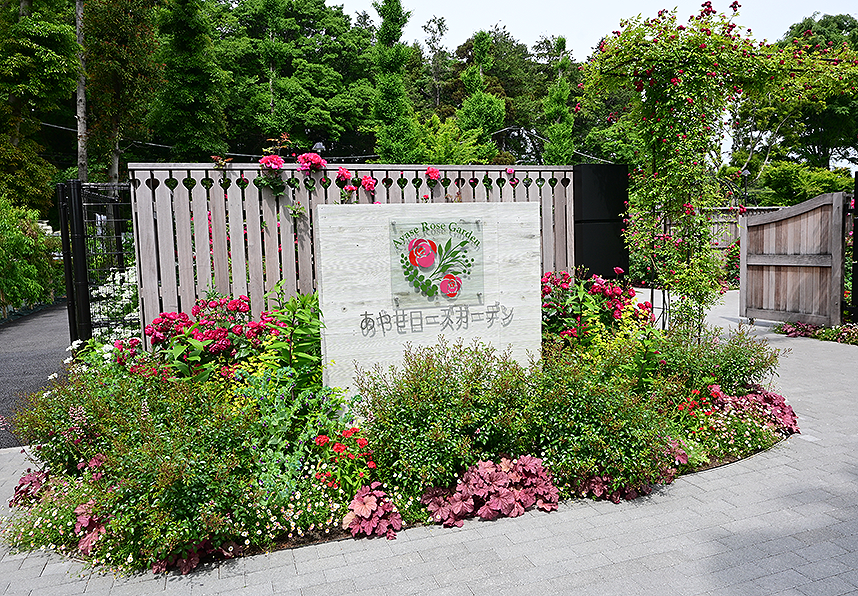 光綾公園（あやせローズガーデン）のバラ