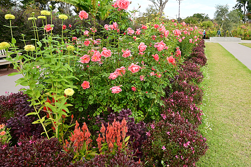 あやせローズガーデンの秋バラ