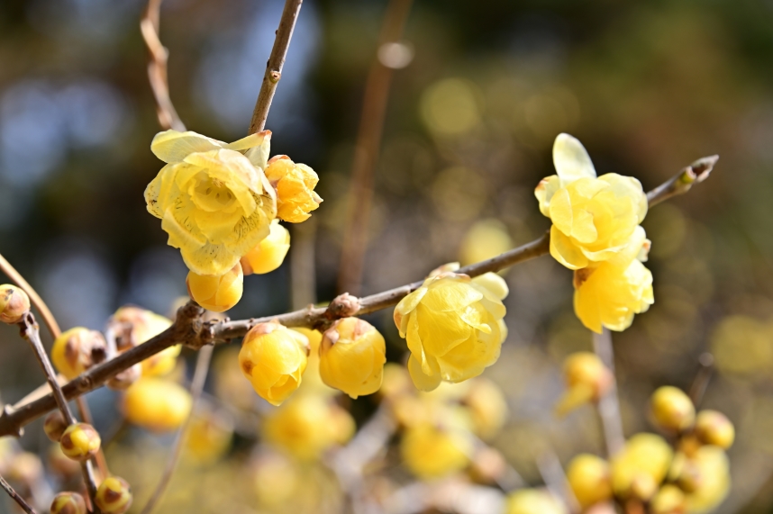 ロウバイ（飯山ロウバイの丘）