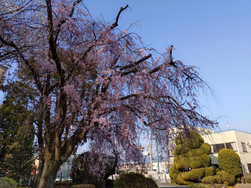 枝垂桜全景