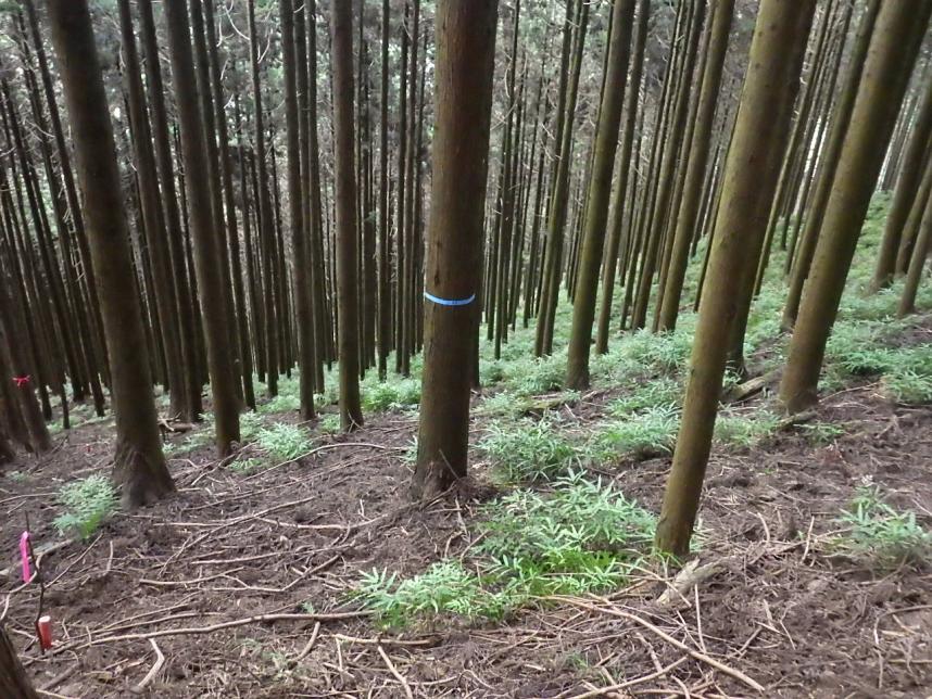 間伐前