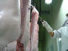 豚枝肉検印風景の写真