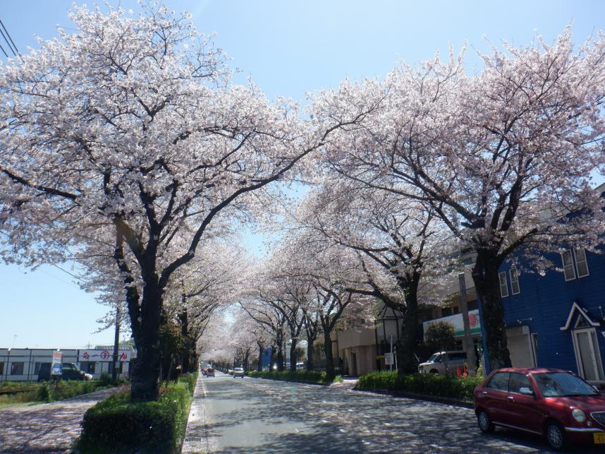 秦野桜みち