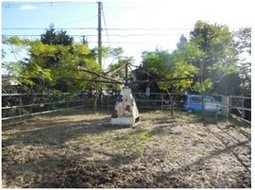 運動場に牛を出しているときは、近所の住民が集まって見に来る。