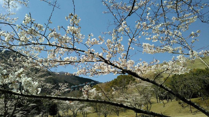 桜4