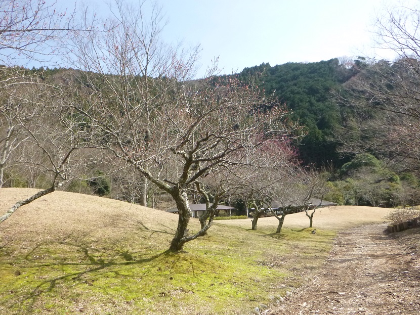 さくら