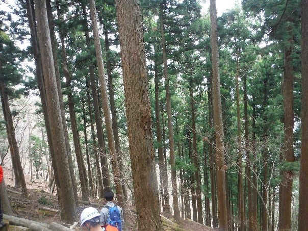 群状前