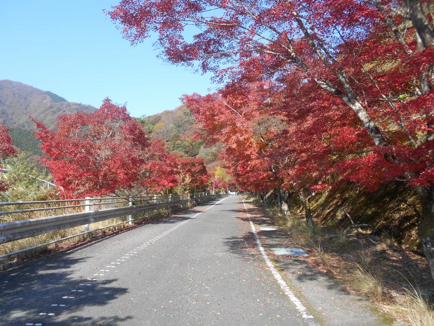紅葉２