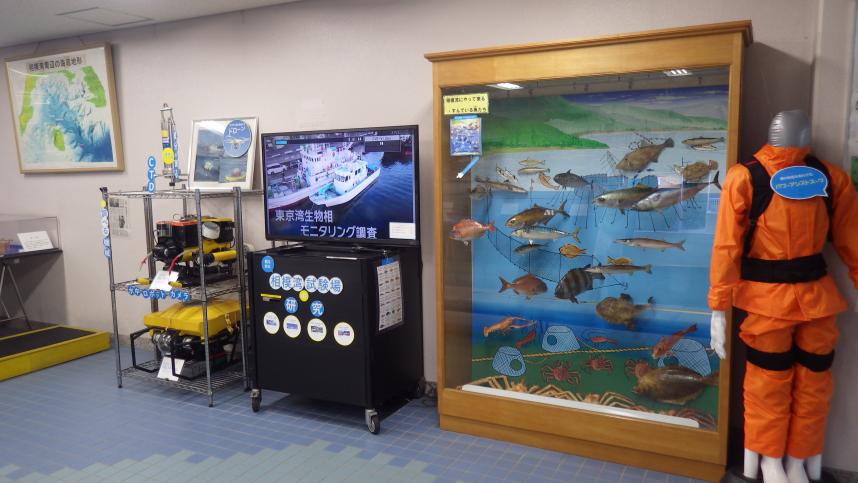 展示フロア　相模湾の魚