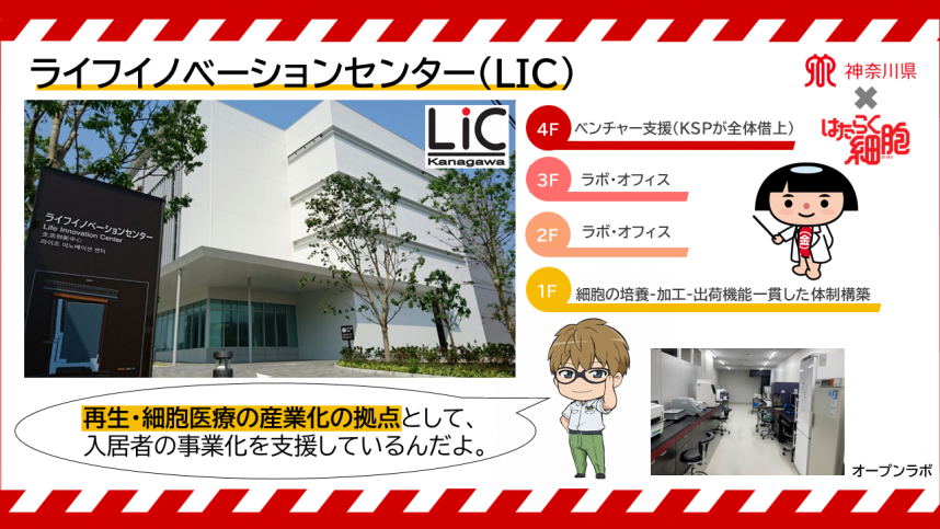 LIC（はたらく細胞）