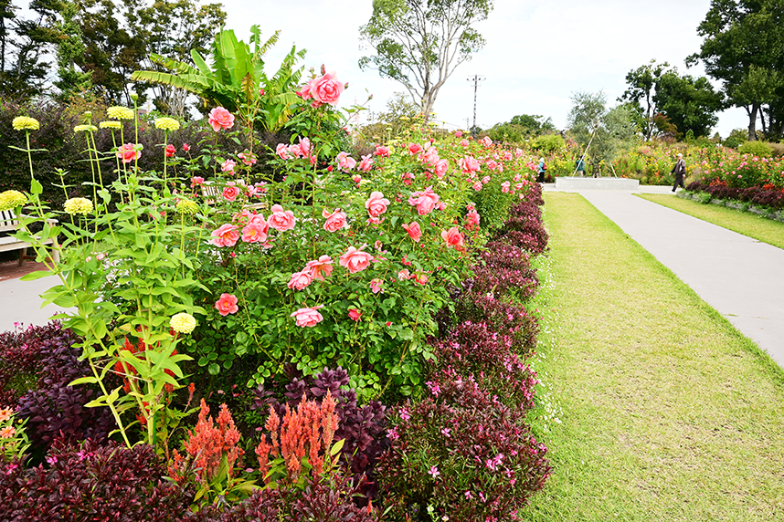 あやせローズガーデンの秋バラ