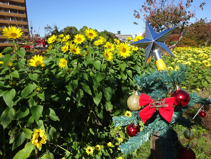 かにが沢公園の冬のひまわり