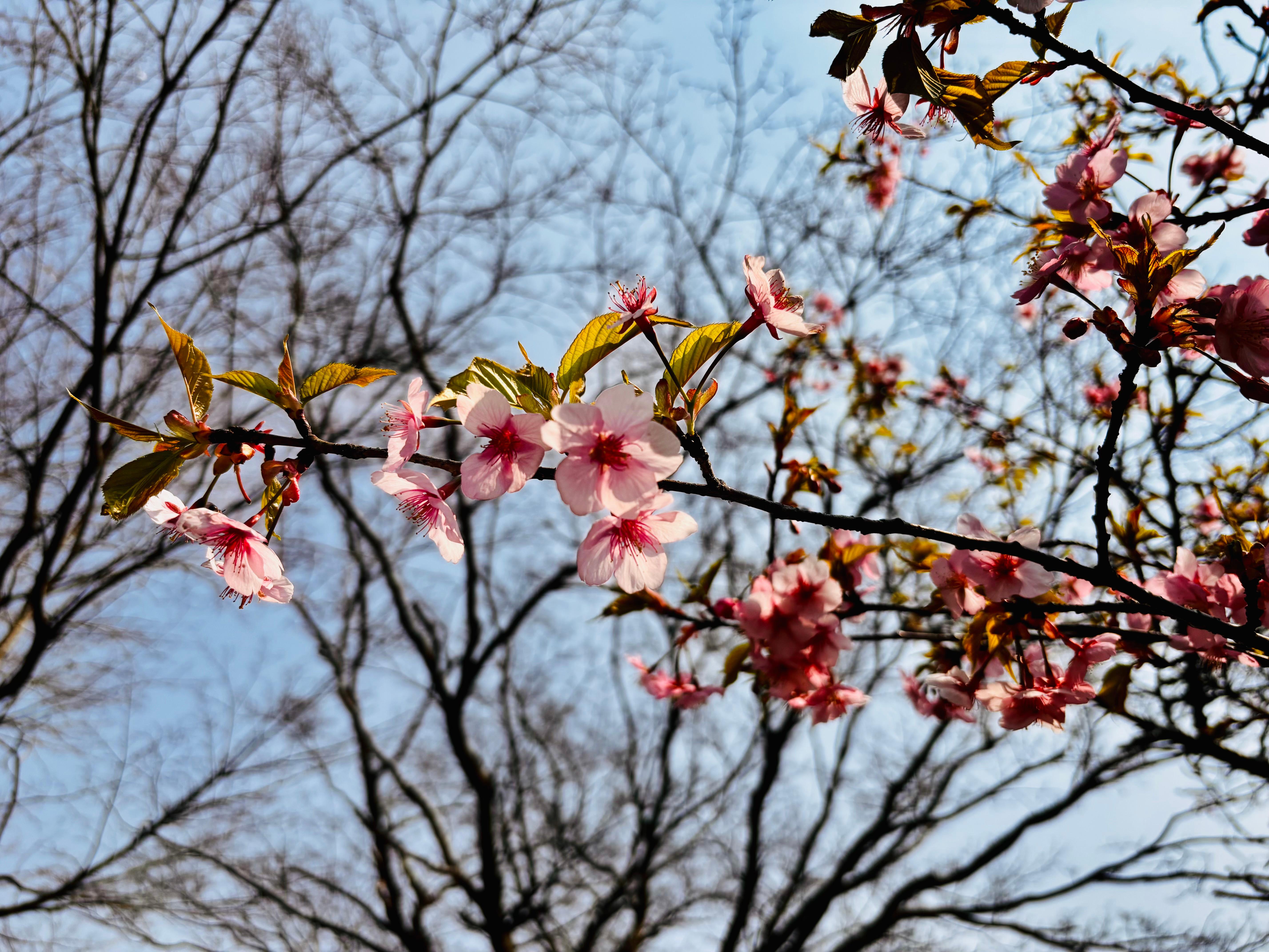 そしてまた、春が芽吹く