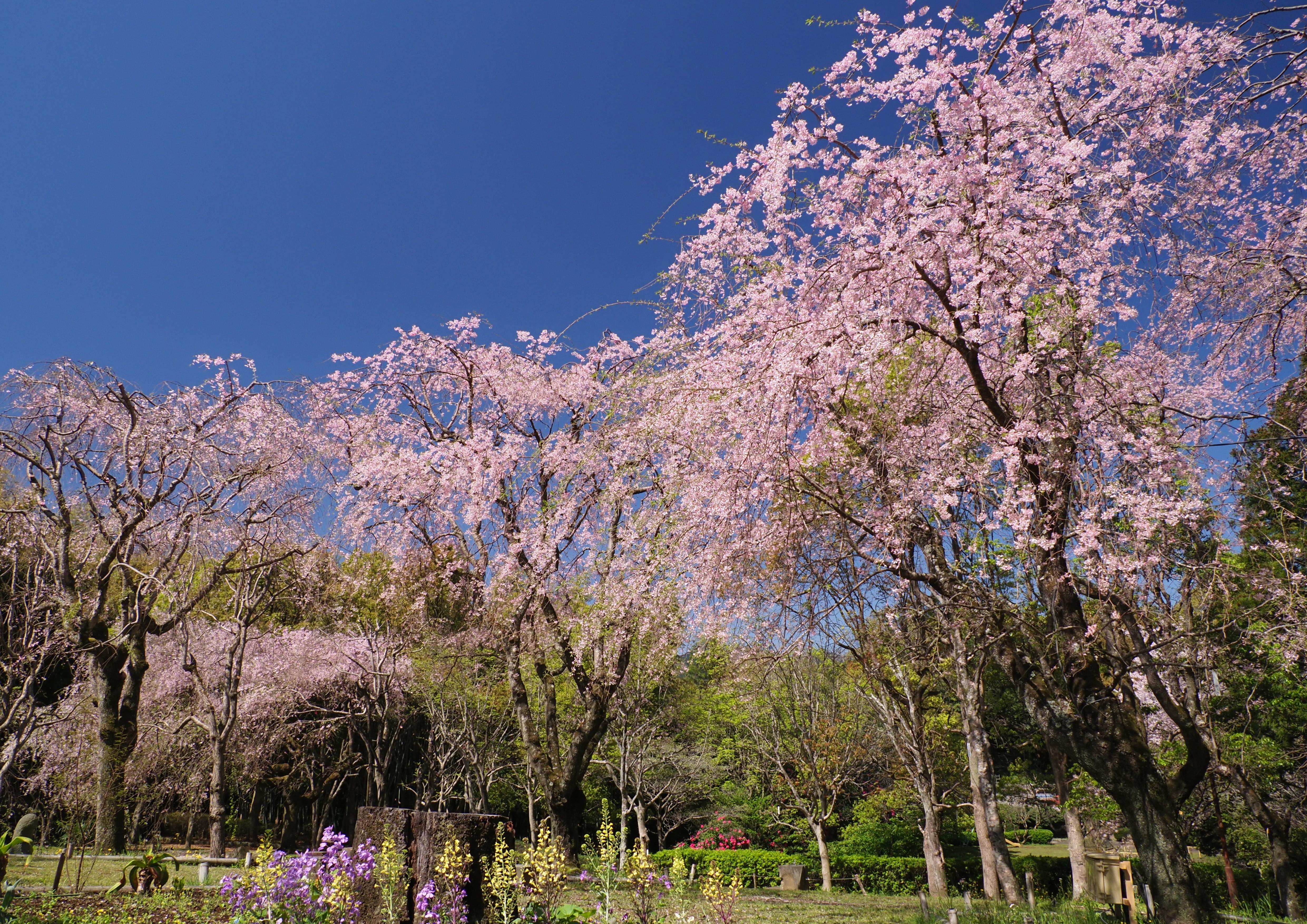 しだれ桜