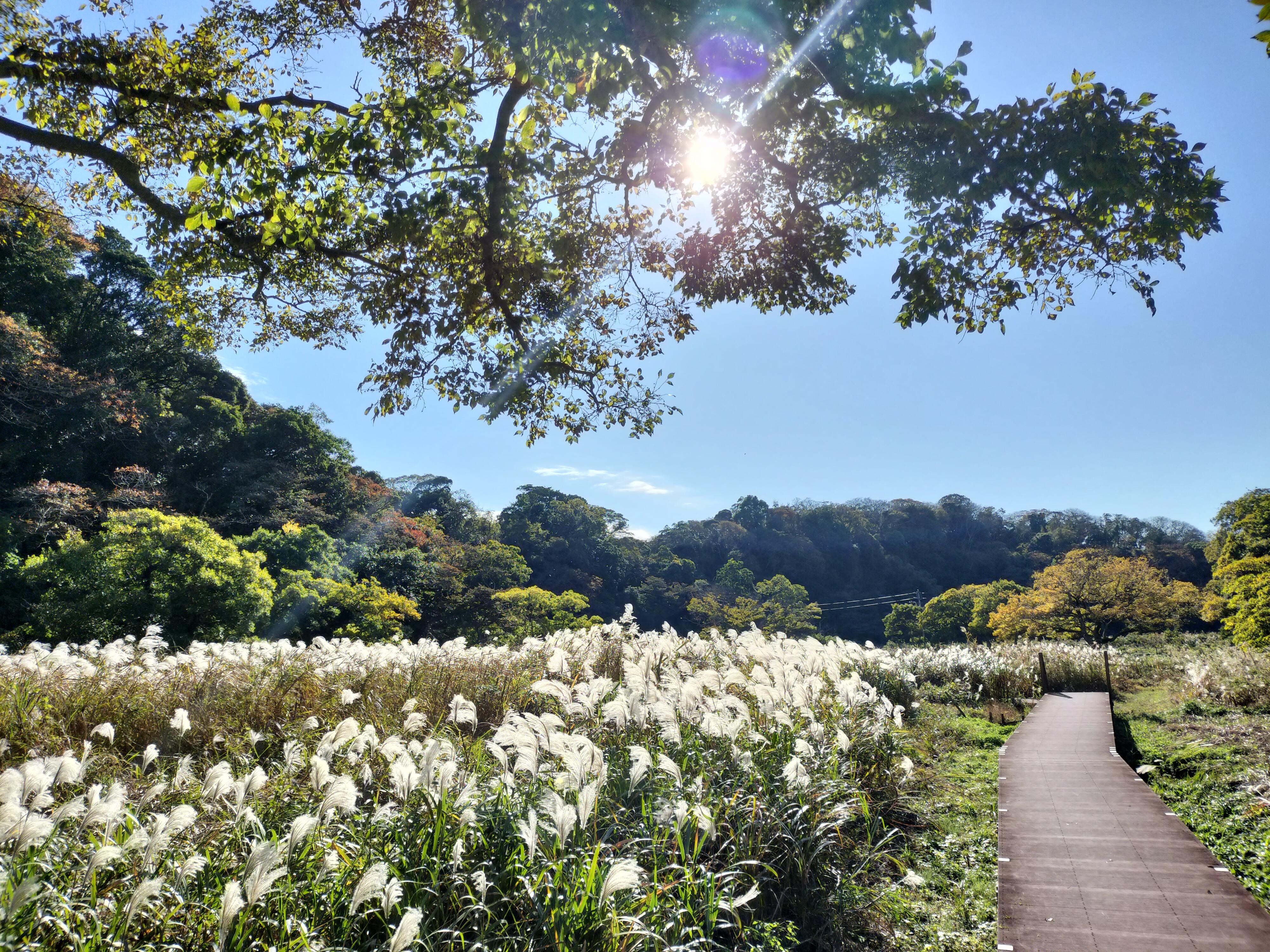 小網代の湿原