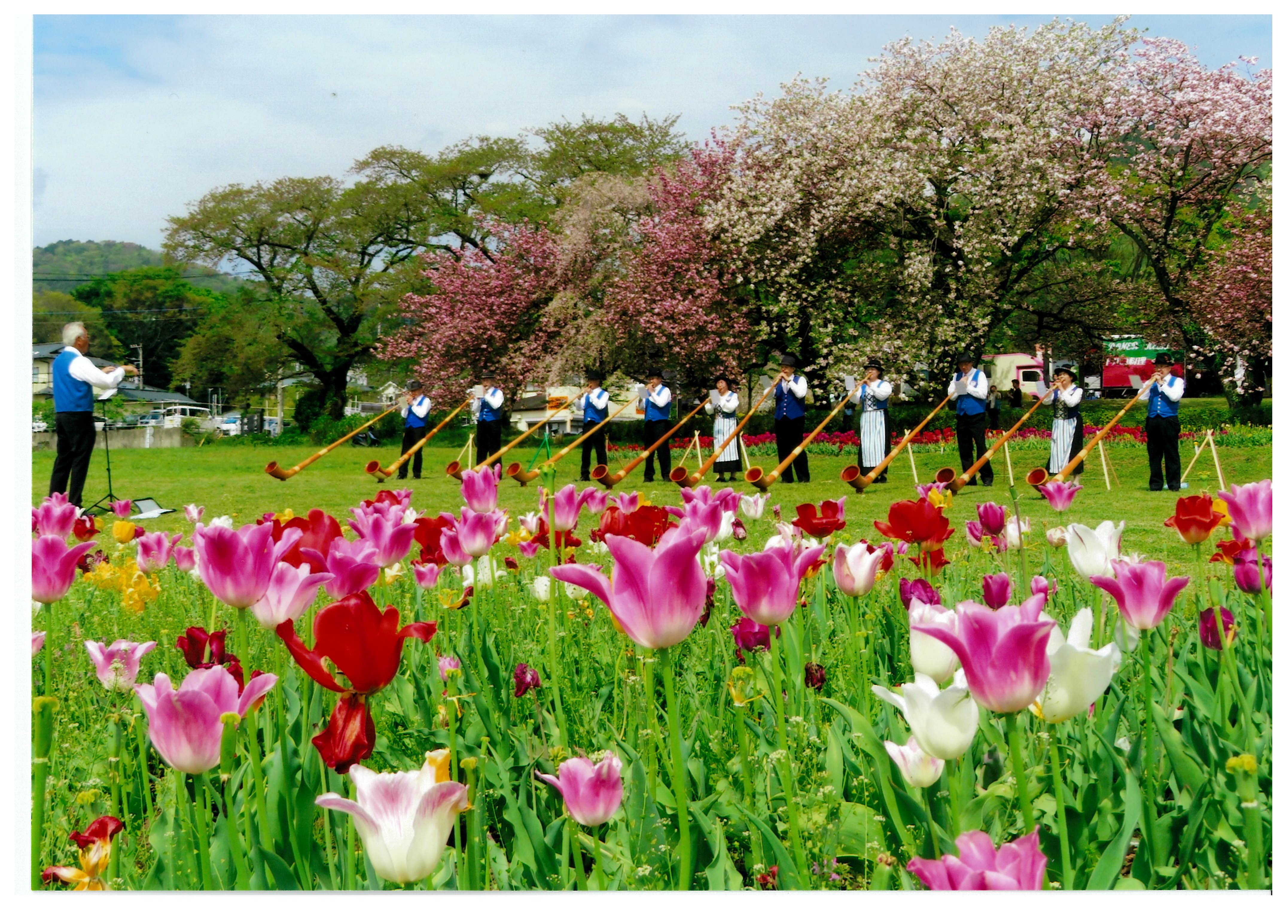 アルプスホルンの音色と桜・チューリップ
