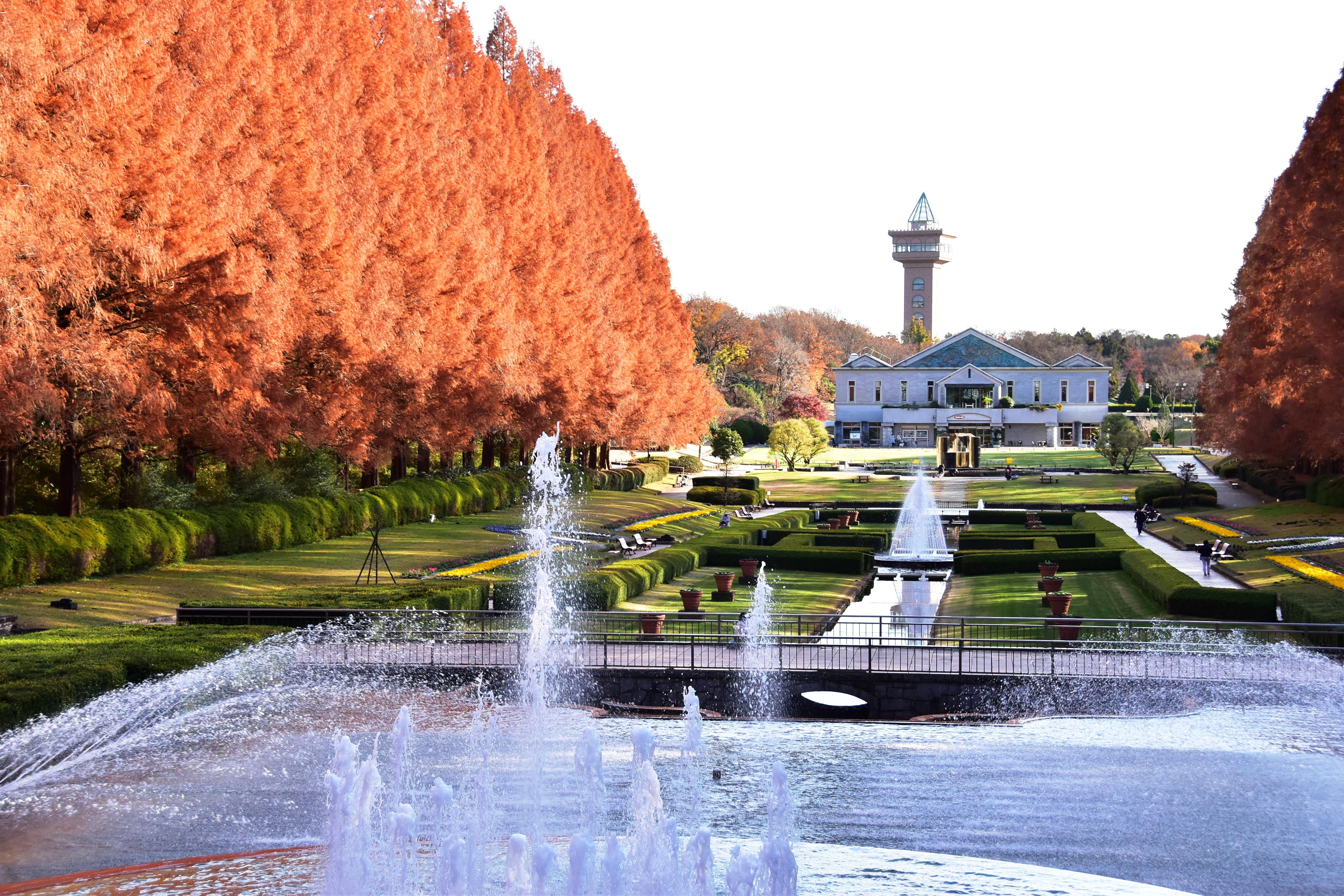 秋色メタセコイア