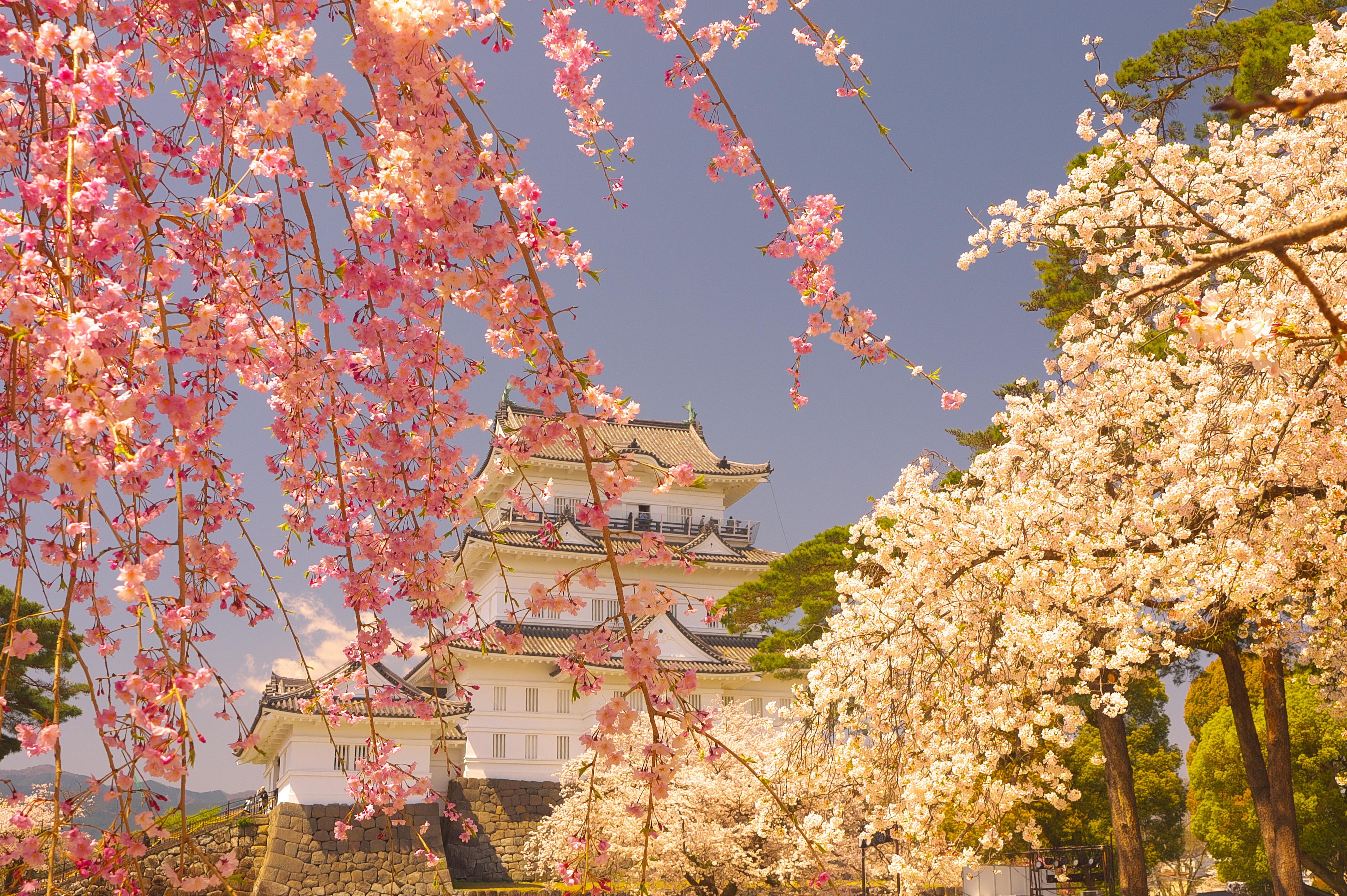 小田原城紅白桜合戦