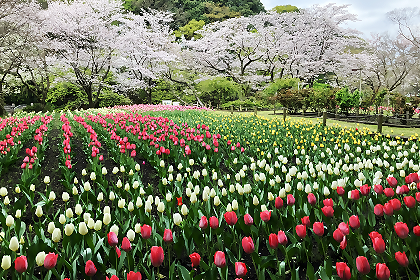 ふれあいの森