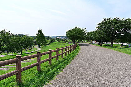 大和ゆとりの森の散歩道