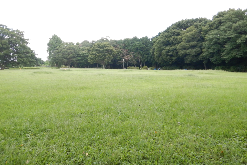 芝生の広場の風景写真