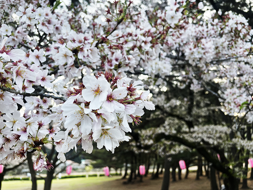 上大島キャンプ場のさくら