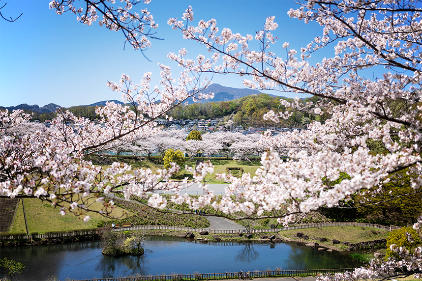 若宮公園の桜