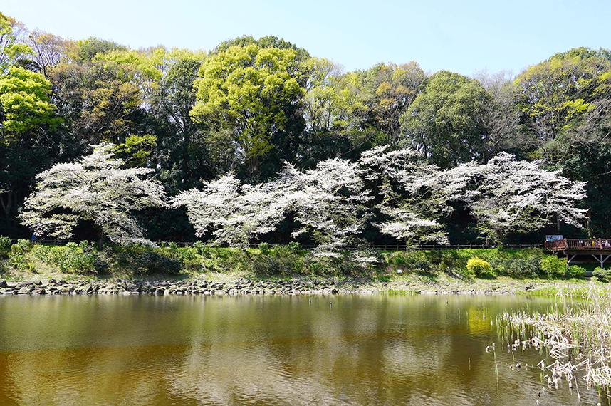 しらかしの池西側の桜