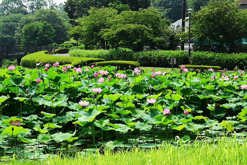 蓮の花3