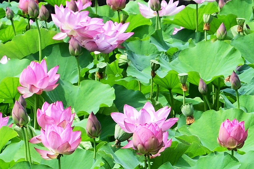 蓮の花