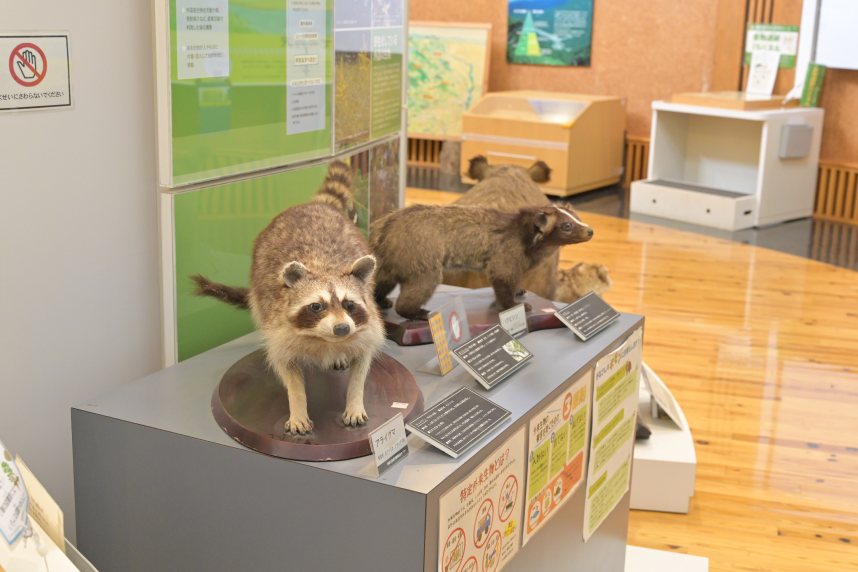 野生動物のはくせい展示