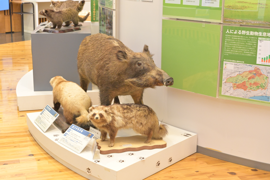 野生動物のはくせい展示2