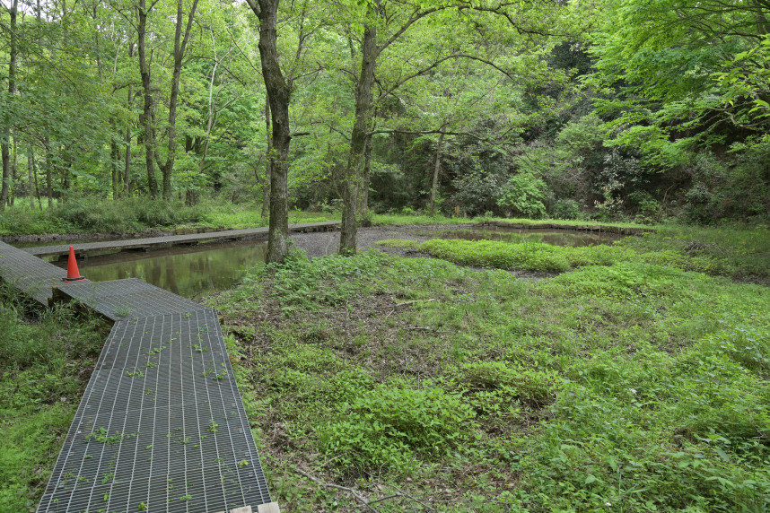 自然観察園の中にある池2