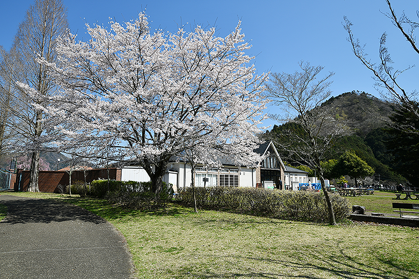 鳥居原湖畔庭園からみた桜