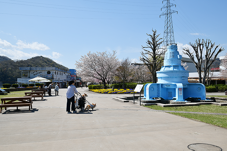 相模湖公園の桜