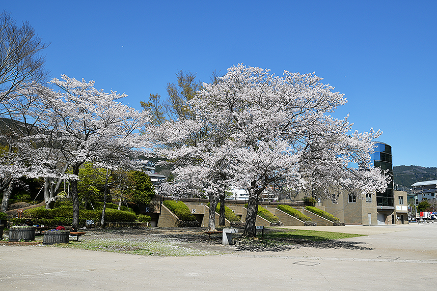 相模湖公園の桜4