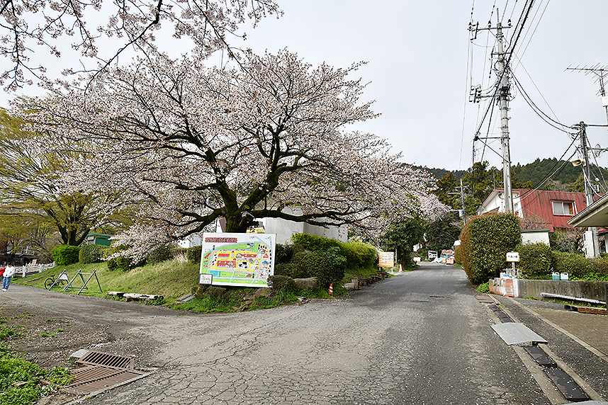服部牧場に咲く桜