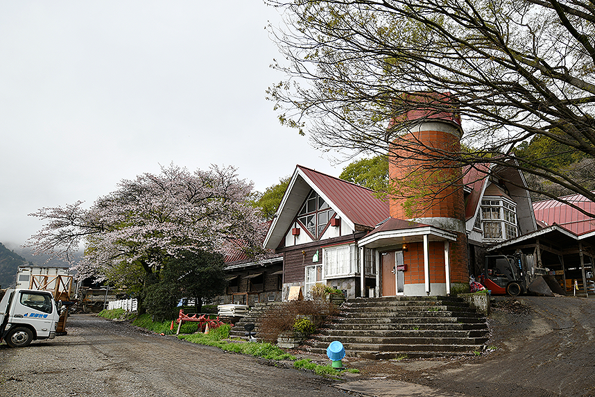 服部牧場に咲く桜2