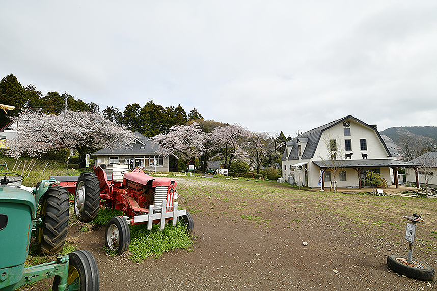 服部牧場に咲く桜3