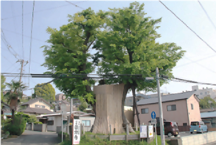 大欅メイン画像