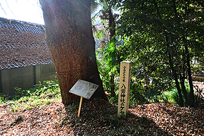 おみ坂横にある老木