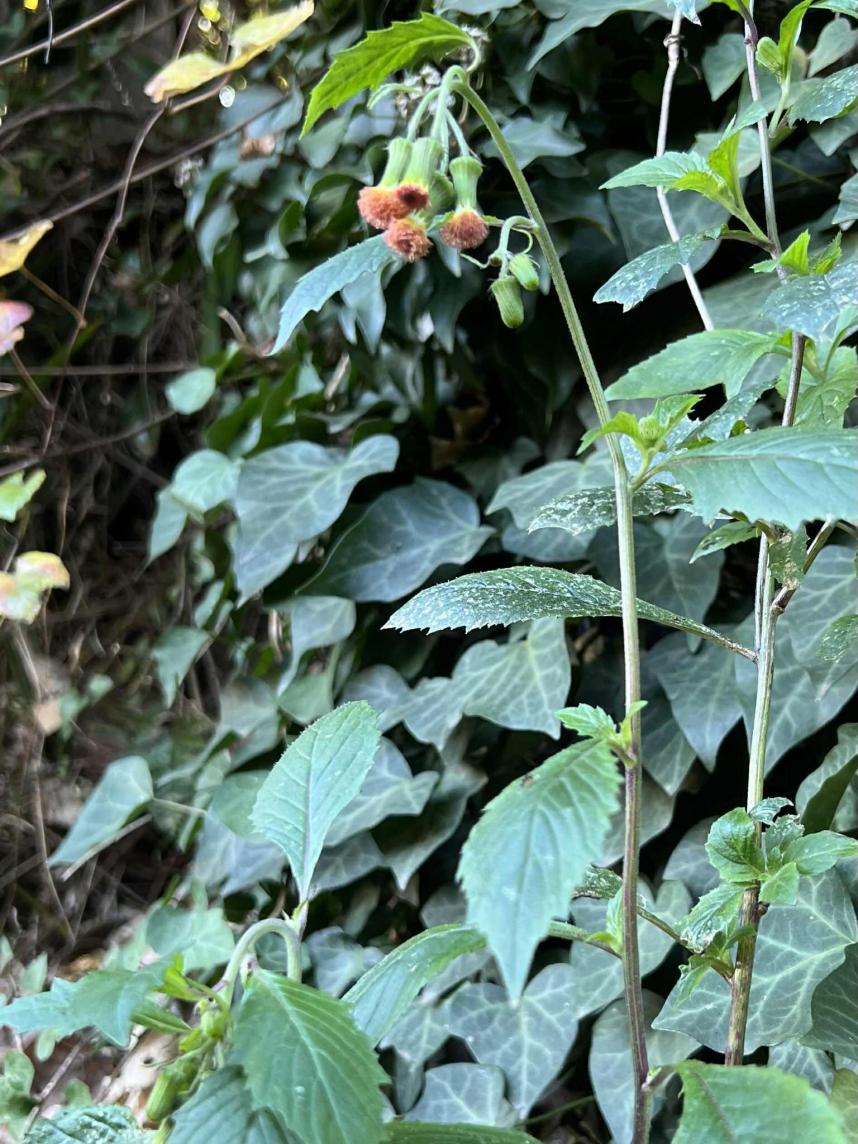 野草マニアの皆さん人気の紅花ぼろ菊