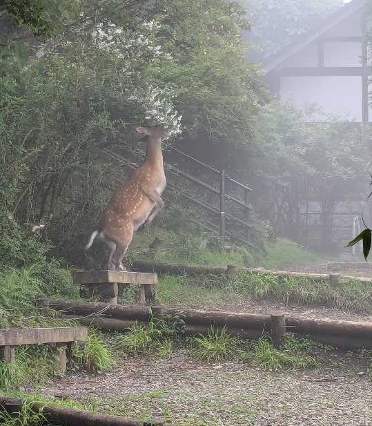 ホームページトップ大山山頂のニホンジカ