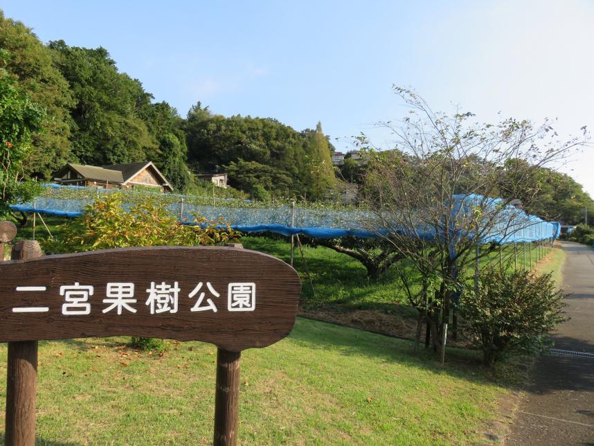 kajuen