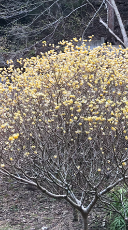 3月30日不動尻のミツマタ