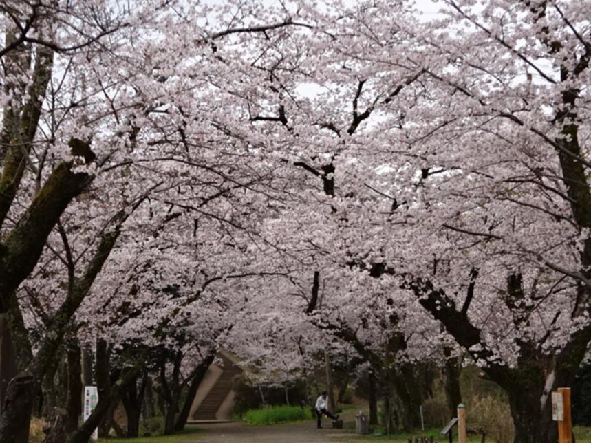 3月30日弘法山のサクラ