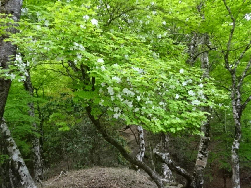 畦ヶ丸山頂周辺